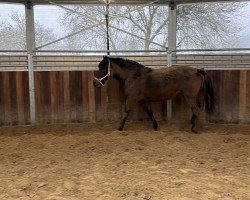 dressage horse Wonderful World 3 (German Riding Pony, 2017)