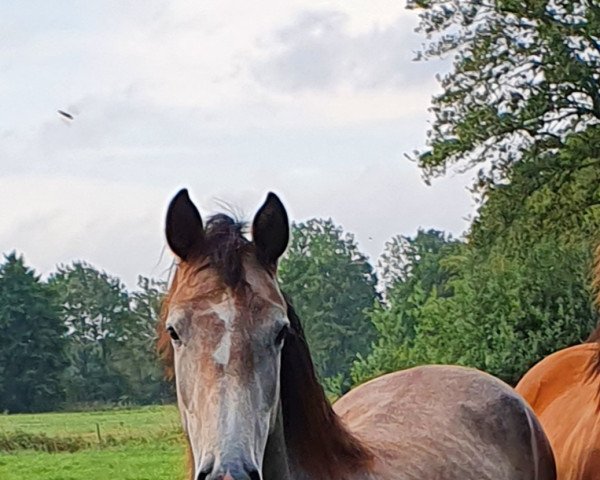 Springpferd Stute von Cancara / Ikarus 378 (Holsteiner, 2020, von Cancara)