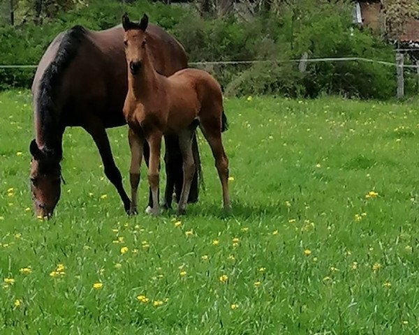 broodmare Island N (Holsteiner, 2016, from Ikarus 378)