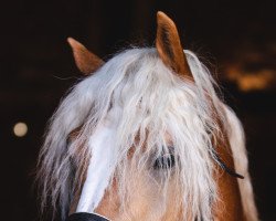 Pferd Nautilus (Haflinger, 2020, von Natiello (0,39% ox))