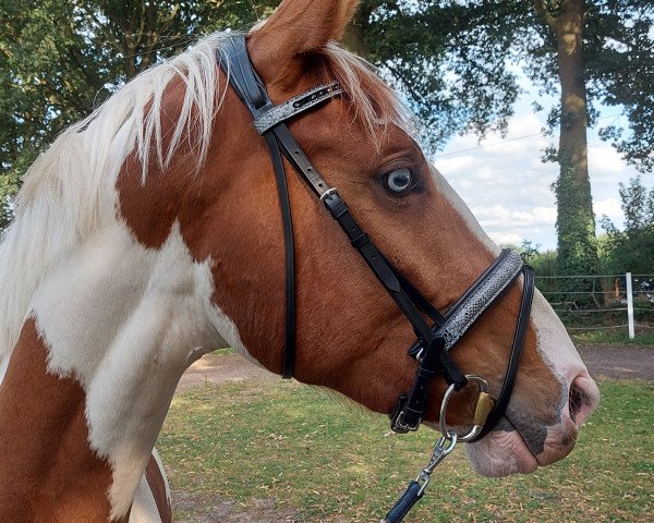 horse Couleur de la fleur (Pinto, 2020, from Castor)