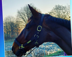 broodmare Wyona (KWPN (Royal Dutch Sporthorse), 2003, from Sonique)