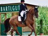 dressage horse Don Pepper 2 (Oldenburg, 2013, from Don Schufro)