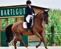 dressage horse Don Pepper 2 (Oldenburg, 2013, from Don Schufro)