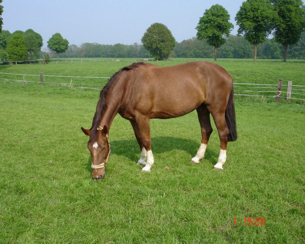 broodmare Celina T (Oldenburg show jumper, 1995, from Cubaner)