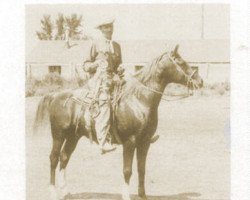 stallion El Dinari ox (Arabian thoroughbred, 1952, from Tut Ankh Amen ox)