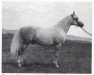 stallion Tut Ankh Amen ox (Arabian thoroughbred, 1946, from Raffles ox)