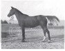 broodmare Tifl ox (Arabian thoroughbred, 1944, from Qahir ox)