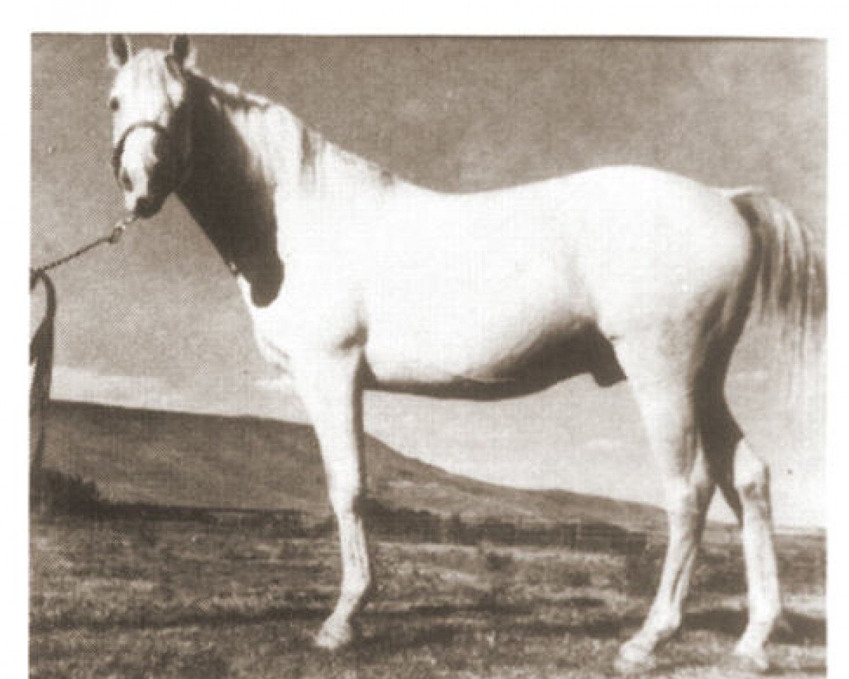 horse Qahir ox (Arabian purebred, 1939, from Nasr 1918 RAS)
