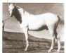 Pferd Qahir ox (Vollblutaraber, 1939, von Nasr 1918 RAS)