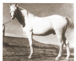 horse Qahir ox (Arabian thoroughbred, 1939, from Nasr 1918 RAS)