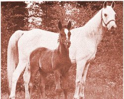 broodmare Razika ox (Arabian thoroughbred, 1939, from Valensik ox)