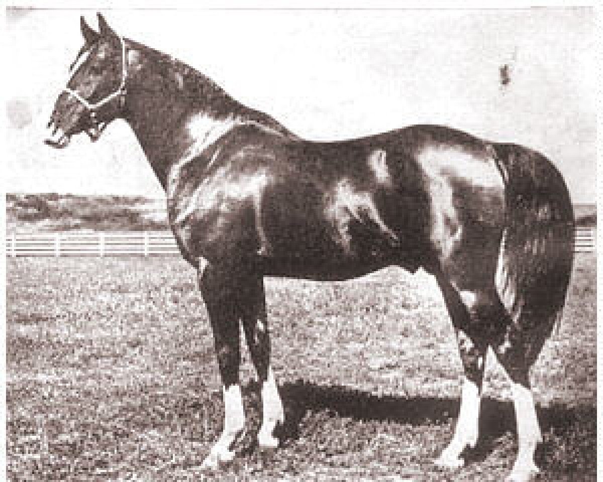 stallion Selmage ox (Arabian purebred, 1941, from Image 1933 ox)