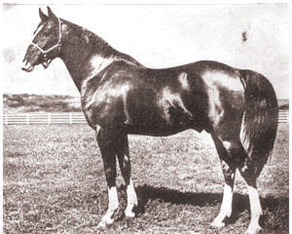 stallion Selmage ox (Arabian thoroughbred, 1941, from Image 1933 ox)