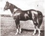 Deckhengst Selmage ox (Vollblutaraber, 1941, von Image 1933 ox)
