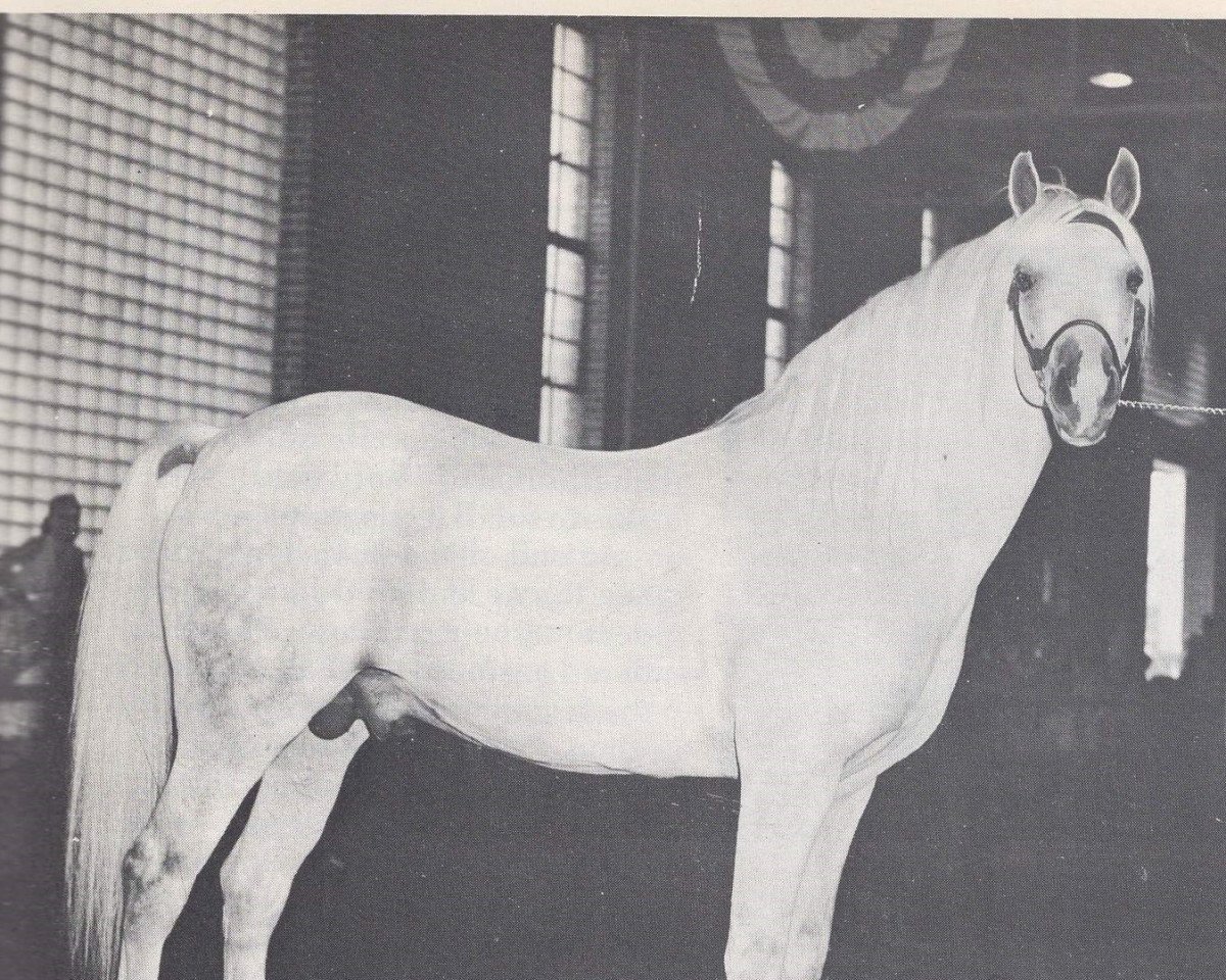 stallion Rifraff ox (Arabian purebred, 1947, from Raffles ox)