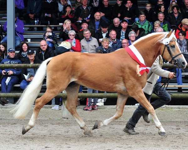 stallion Sternwächter (Haflinger, 2010, from liz. 350/T Stainz)
