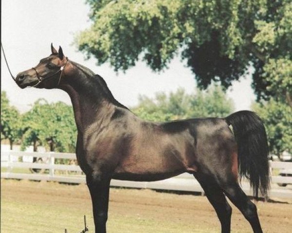 horse Arn-Ett Perlane ox (Arabian thoroughbred, 1978, from Perlezon ox)