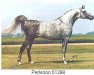 Pferd Perlezon ox (Vollblutaraber, 1968, von Gublazon ox)