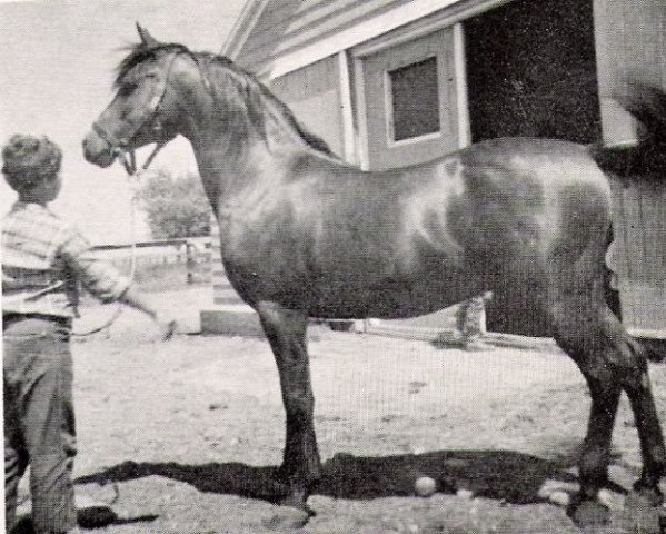 Deckhengst Bamby ox (Vollblutaraber, 1947, von Raffles ox)