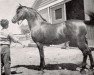 stallion Bamby ox (Arabian thoroughbred, 1947, from Raffles ox)