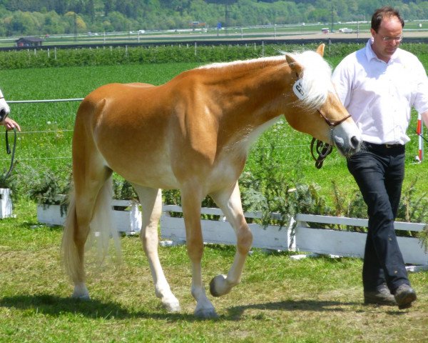 broodmare Hanina (Austrian Warmblood, 2010, from Newstyle)