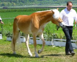 Zuchtstute Hanina (Österreichisches Warmblut, 2010, von Newstyle)