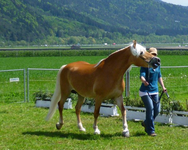 Zuchtstute Harmony-Happy (Haflinger,  , von Alpenstein)