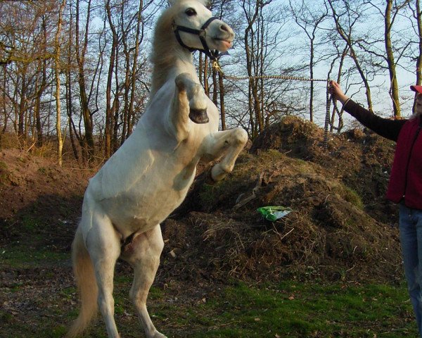 Zuchtstute Renkant's Sharon (Welsh Mountain Pony (Sek.A), 1994, von Revel Paul-Jones)