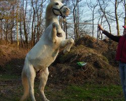 broodmare Renkant's Sharon (Welsh mountain pony (SEK.A), 1994, from Revel Paul-Jones)