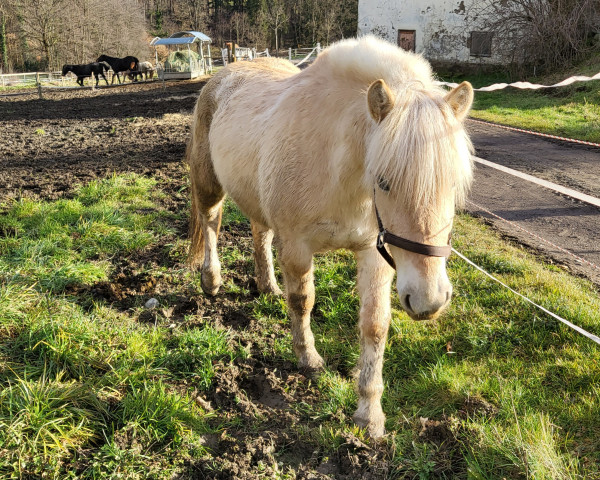 horse Boliwia (Fjord Horse, 2019, from Alek)