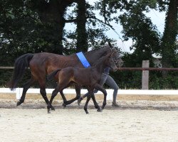 jumper Coco SL (Oldenburg show jumper, 2022, from Cornet's Quaprice)