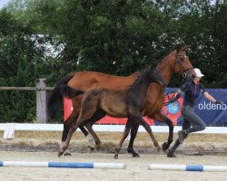 dressage horse Finest Selection SL (Oldenburg, 2022, from Finest)