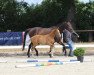 jumper Bailey SL (Oldenburg show jumper, 2022, from Brantzau)