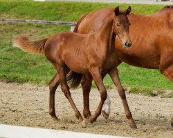 Springpferd Zimsalabim (Österreichisches Warmblut, 2022, von Coeur de Nobless M)