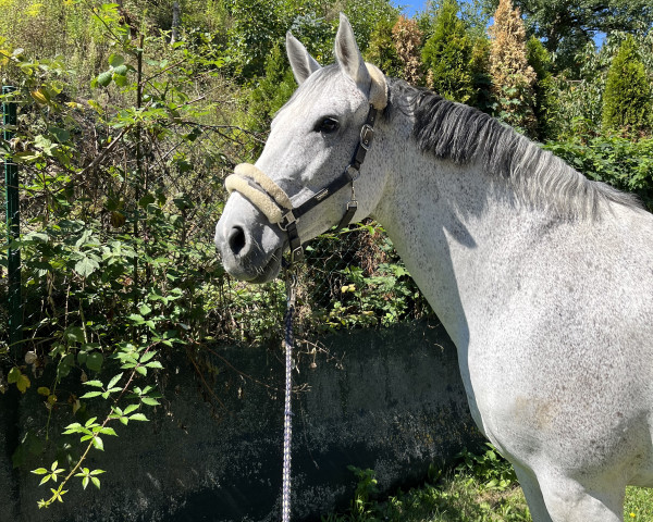 broodmare Clarissa 156 (Holsteiner, 2010, from Classe VDL)