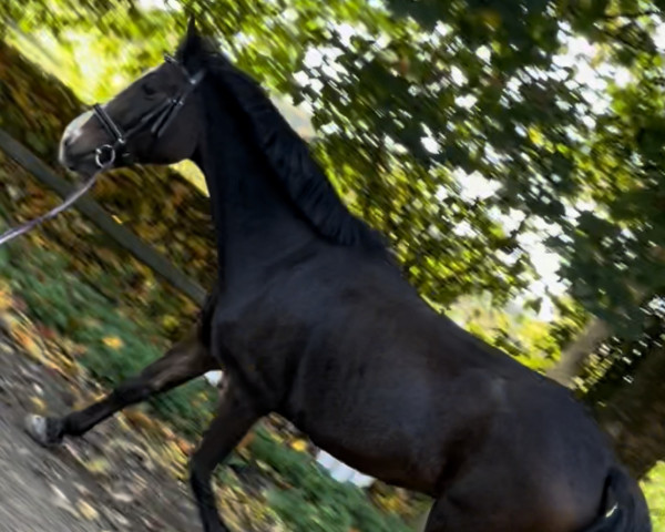 Pferd Joly‘s Admiraal (New-Forest-Pony, 2003, von Polsbury Pajero)