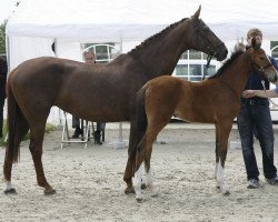 broodmare Ladybird 21 (Westphalian, 1995, from Lapaz L)