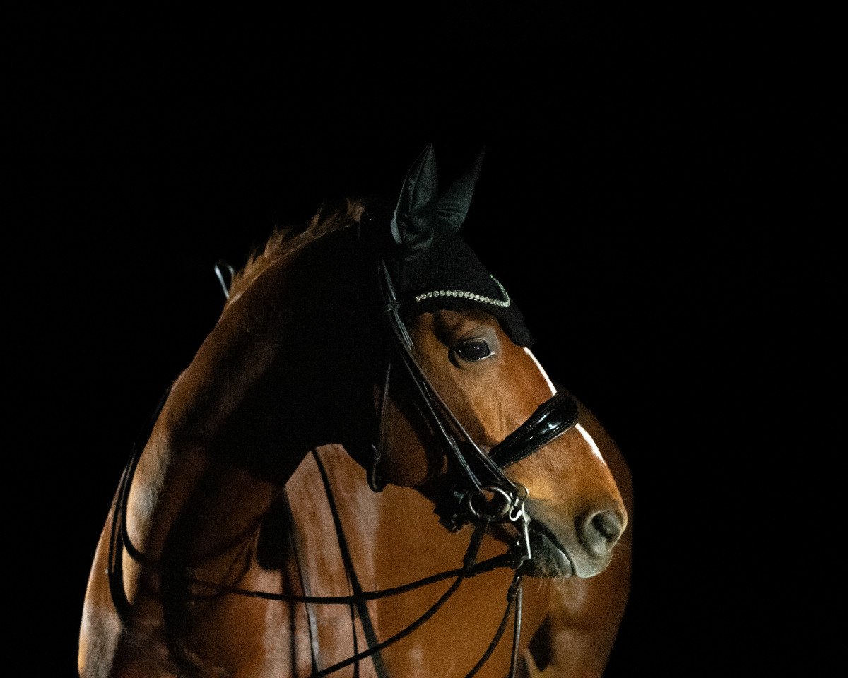 dressage horse Souvenir du Coeur N (Westphalian, 2016, from Sir Heinrich OLD)