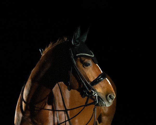 dressage horse Souvenir du Coeur N (Westphalian, 2016, from Sir Heinrich OLD)