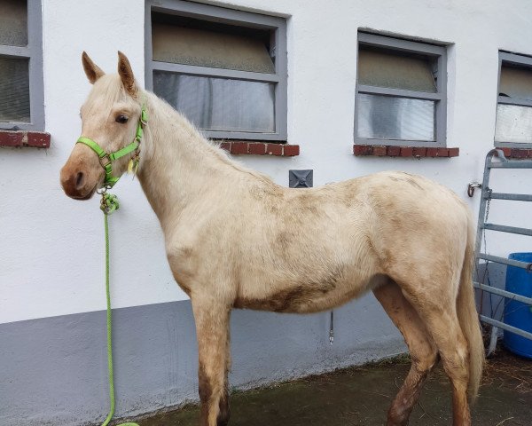 horse Il Mino (Arab half breed / Partbred, 2021, from Klepholms Ikarios)