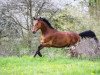 jumper Lavineo (Oldenburg show jumper, 2005, from Lascado 0003)