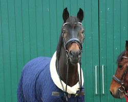 Springpferd Spark (Luxemburgisches Reitpferd, 2007, von Singulord Joter)