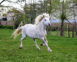 horse Furtif de Cacharel (Camargue horse, 2015, from Ourson du Mas)