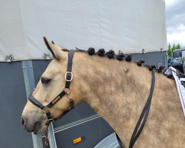 Dressurpferd Ballylee Lady Mirah (Connemara-Pony, 2014, von Carnabay Mirah)
