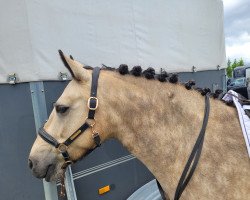 dressage horse Ballylee Lady Mirah (Connemara Pony, 2014, from Carnabay Mirah)