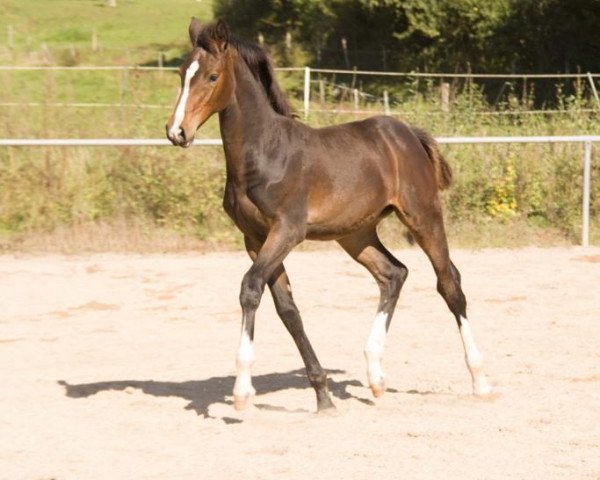 jumper Lou (Oldenburg show jumper, 2021, from Diarado)