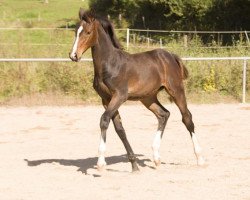 jumper Lou (Oldenburg show jumper, 2021, from Diarado)