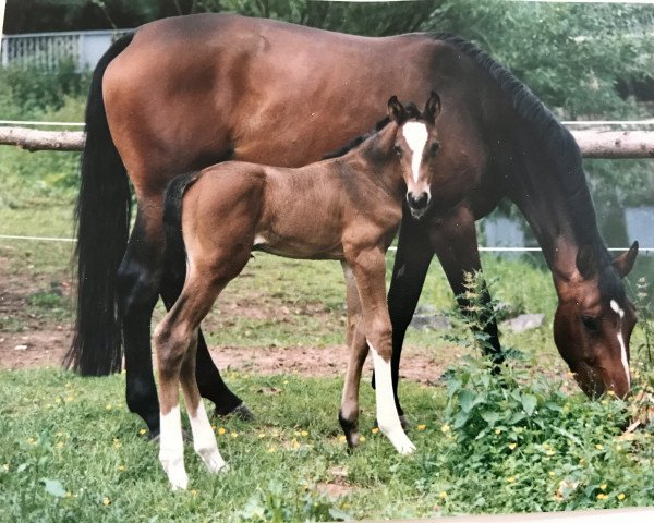 horse Petite jolie (Oldenburg, 1991, from Prinz Oldenburg)