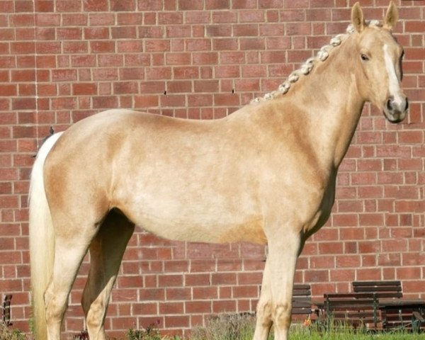 horse Glamour Girl 28 (German Warmblood, 2017, from Glitter N'Cream GF)